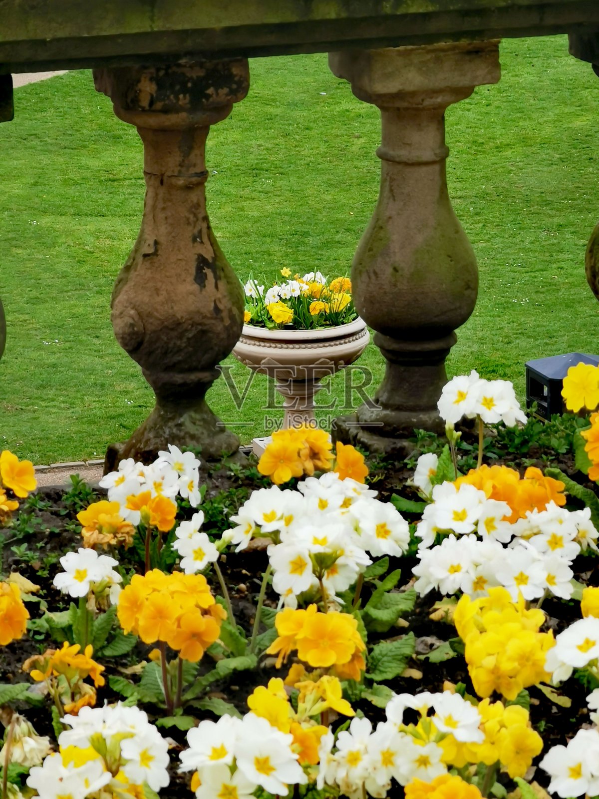 报春花的照片摄影图片