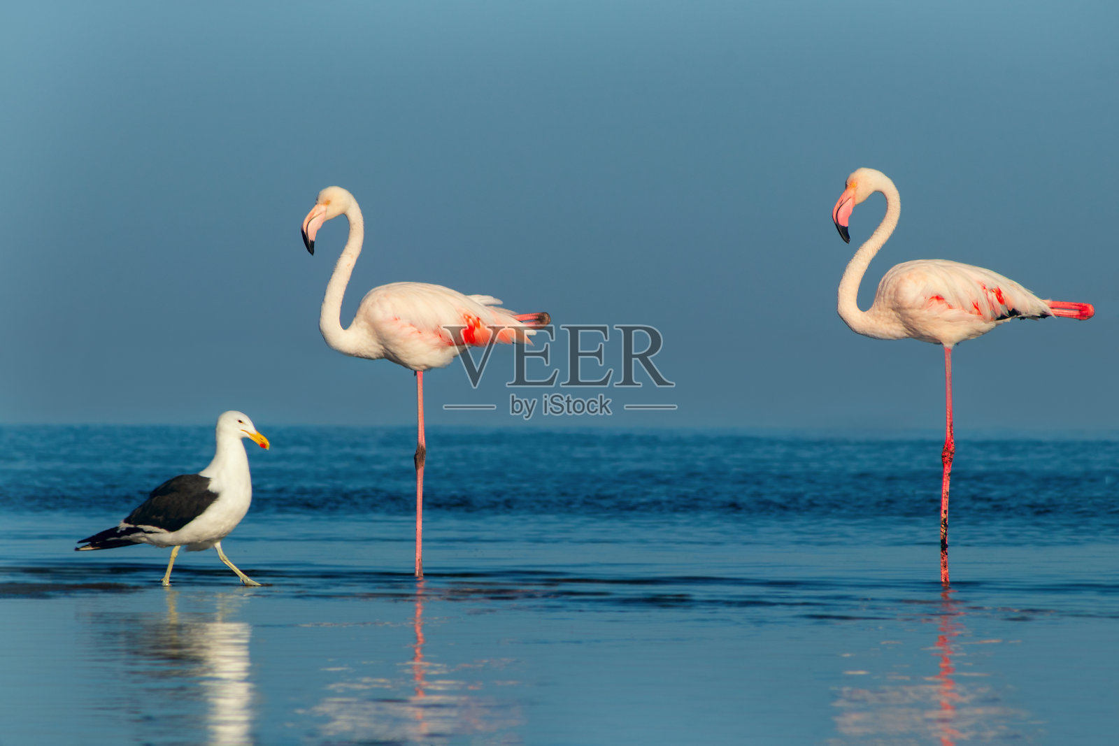 在一个阳光明媚的早晨，两只大火烈鸟和一只海鸥漫步在蓝色的泻湖上照片摄影图片