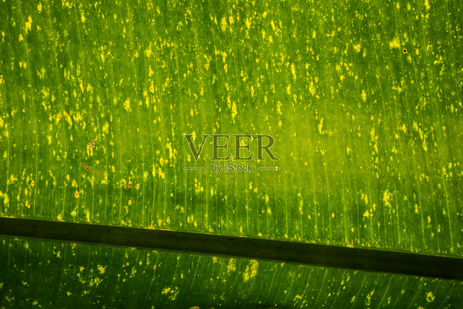 绿叶模式照片摄影图片