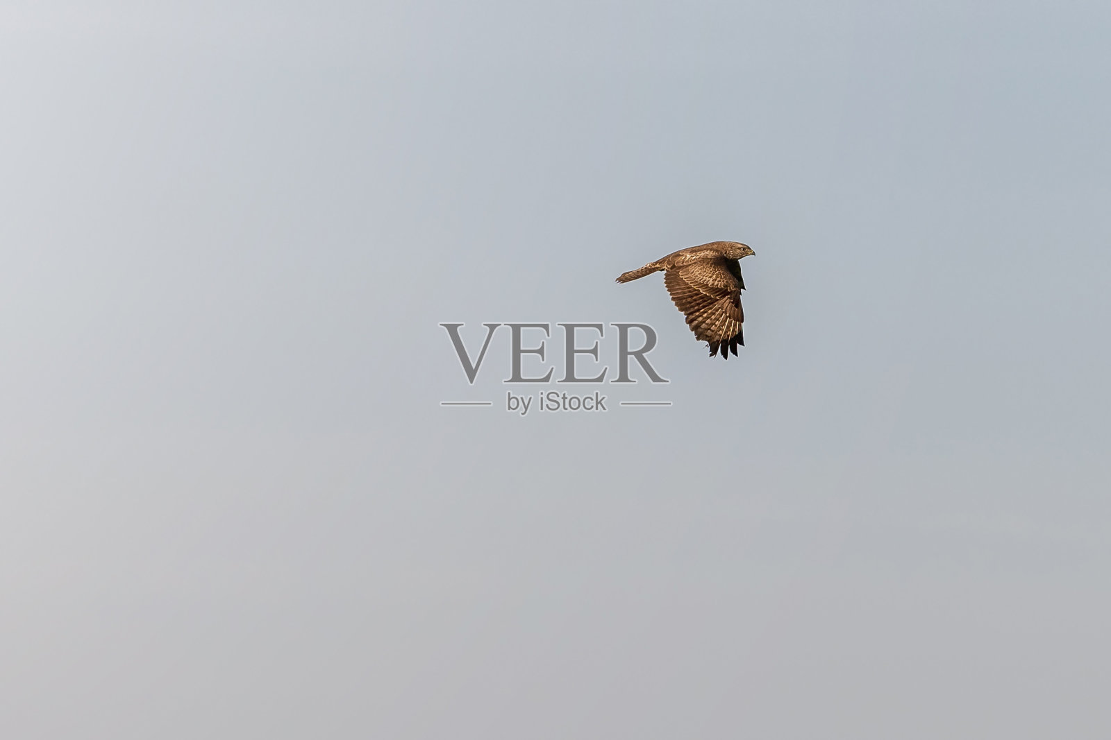 鸡鹰在明亮的白天飞翔照片摄影图片