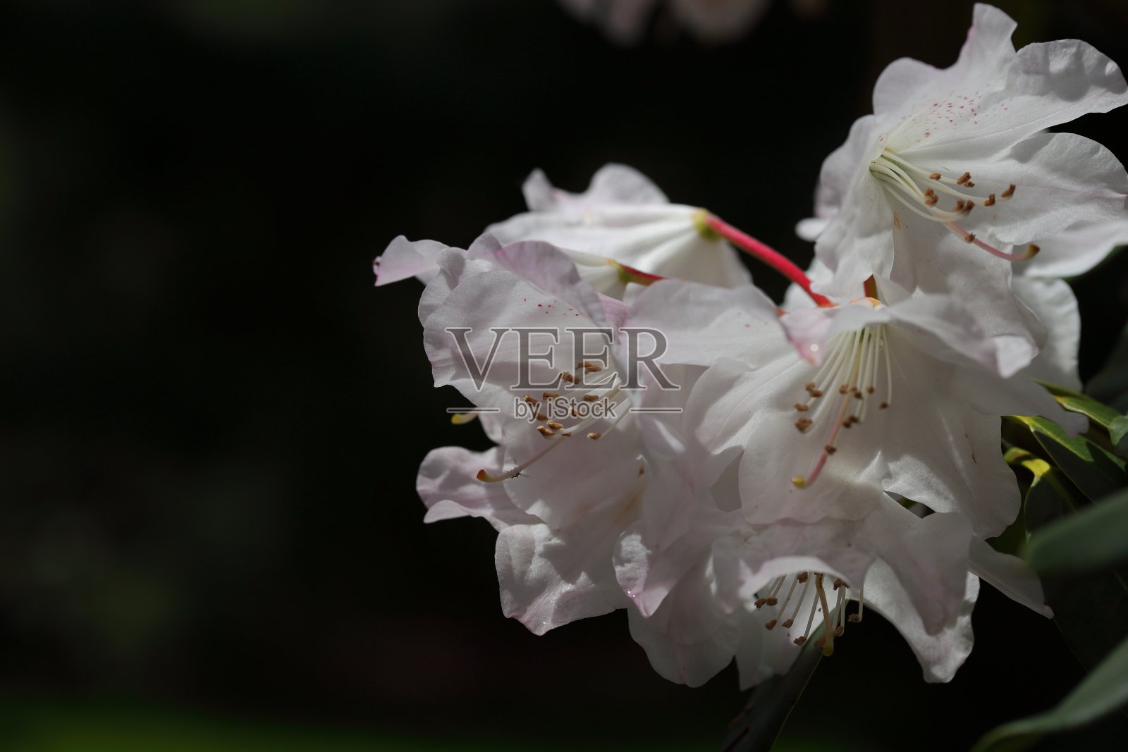 春天的精华在阳光下绽放的瞬间照片摄影图片