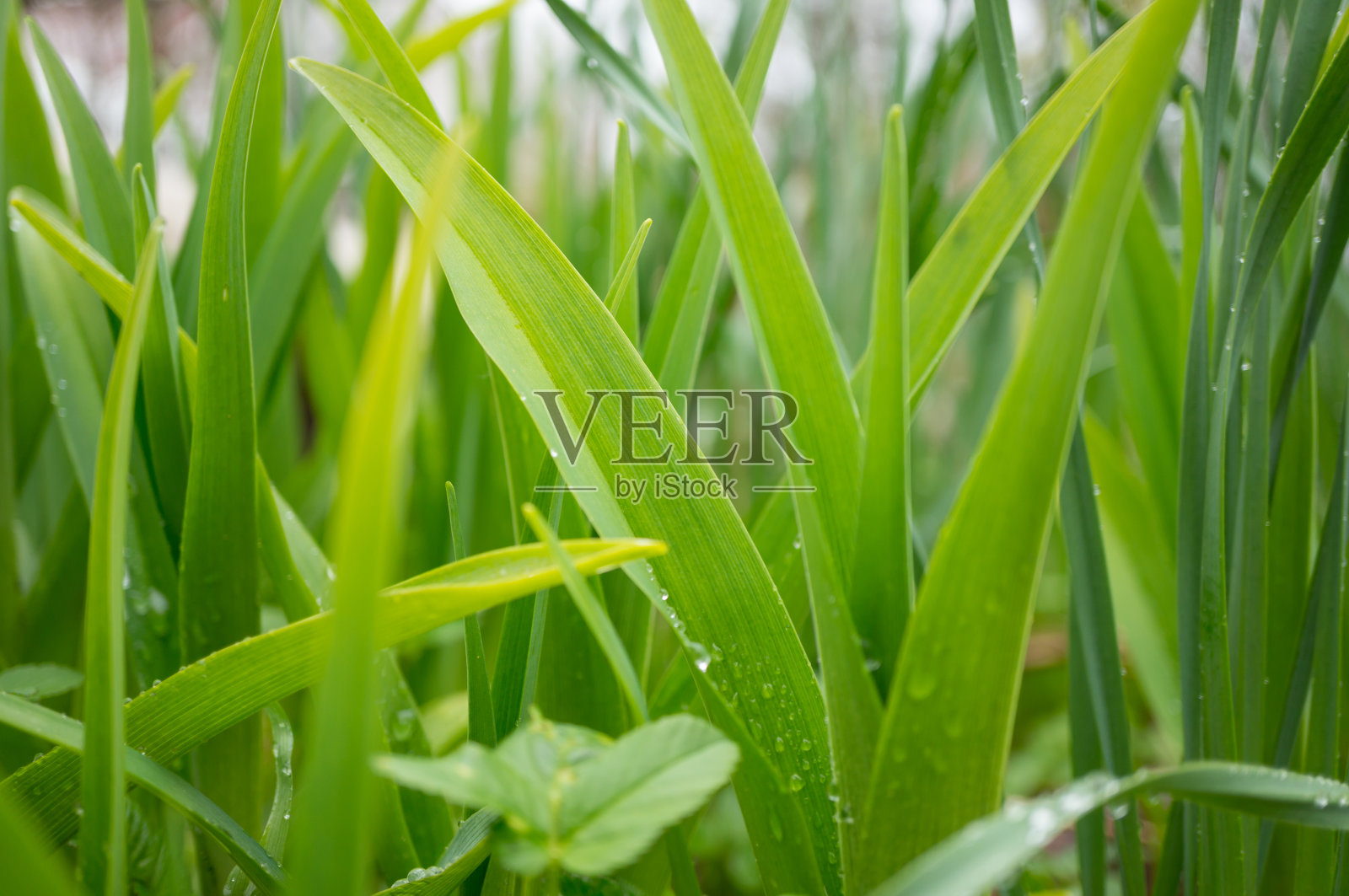 雨后的绿草上有水珠。软聚焦，选择性聚焦。照片摄影图片