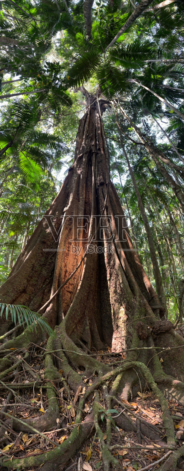 热带雨林中的无花果树照片摄影图片