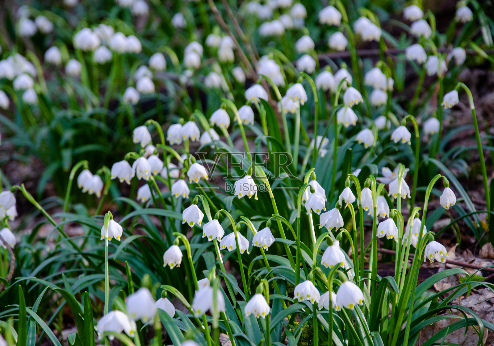 开花的三月树在森林里照片摄影图片