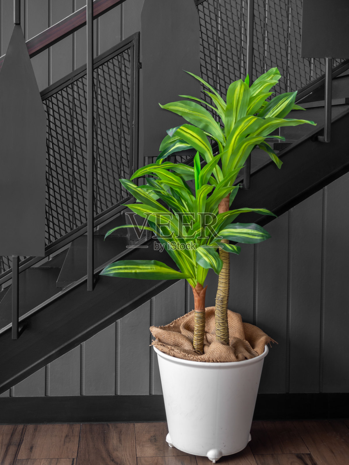 木质地板上的白色花盆里，绿色叶子后面的现代黑色金属楼梯。照片摄影图片