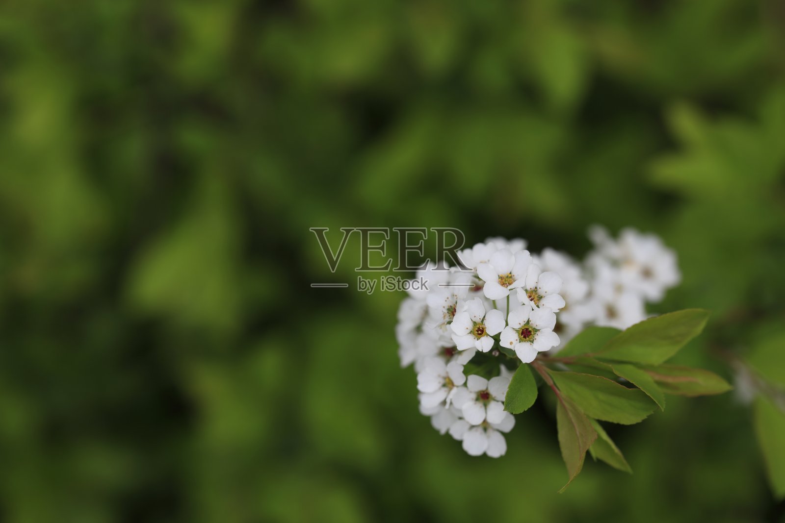 白花景照片摄影图片