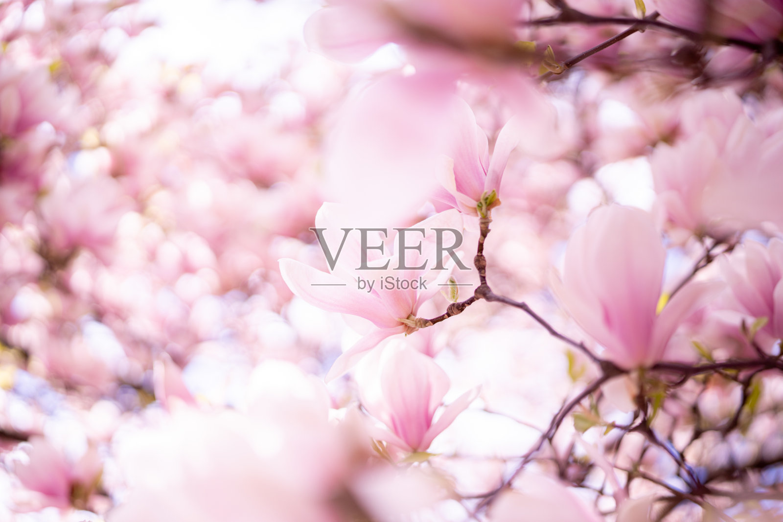 盛开的木兰树特写照片摄影图片