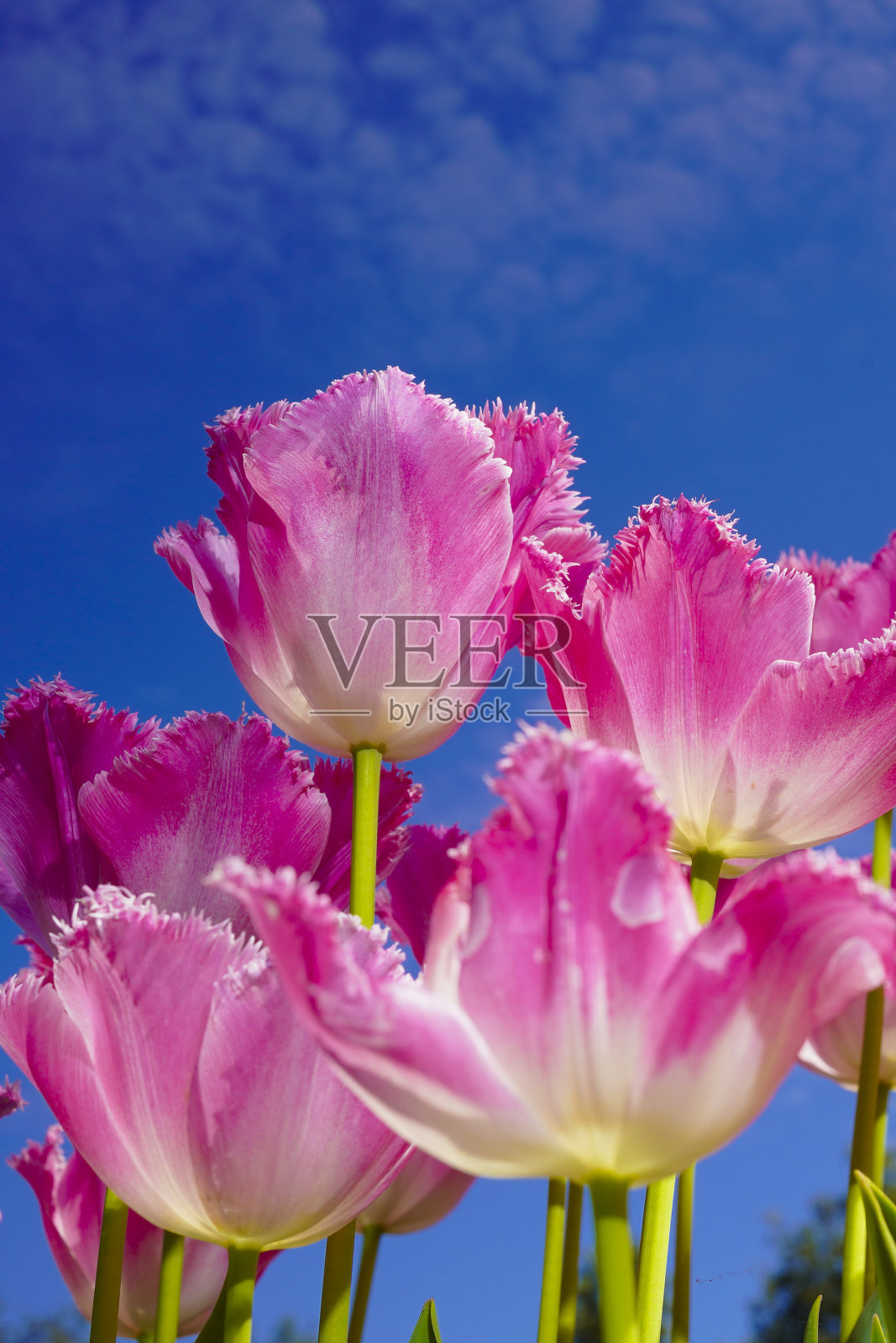 石林公馆的郁金香非常漂亮照片摄影图片