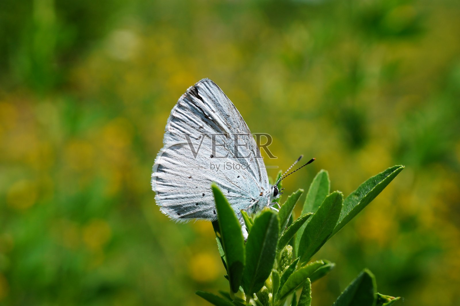 大自然中美丽的蝴蝶照片。美丽的野花和绿草。照片摄影图片