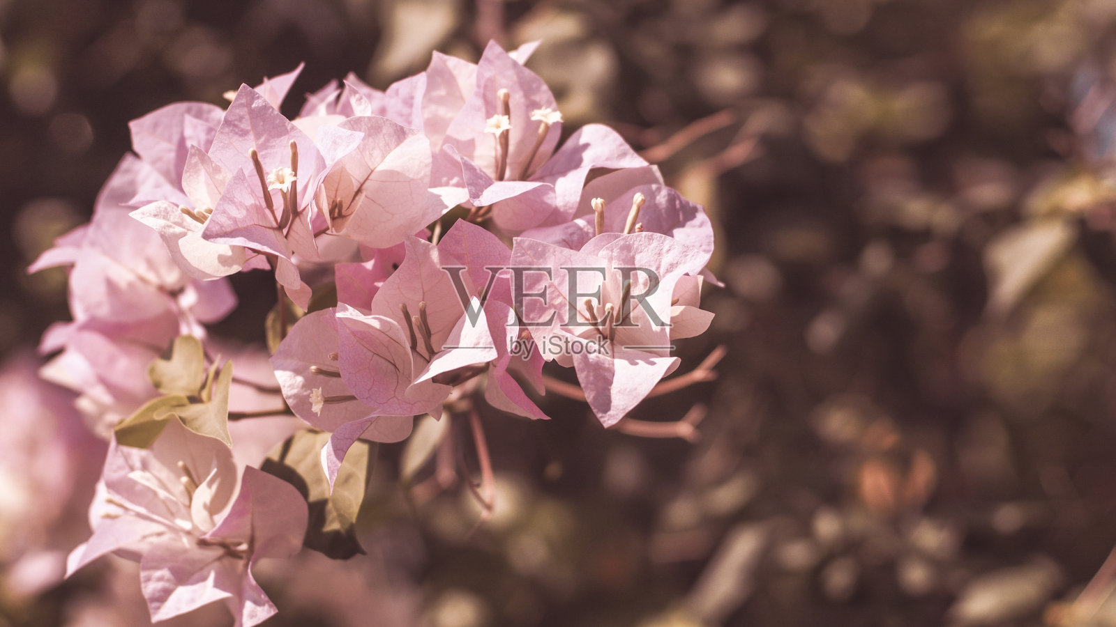 软粉九重葛花。一种粉红色的开花藤本植物(九重葛)照片摄影图片