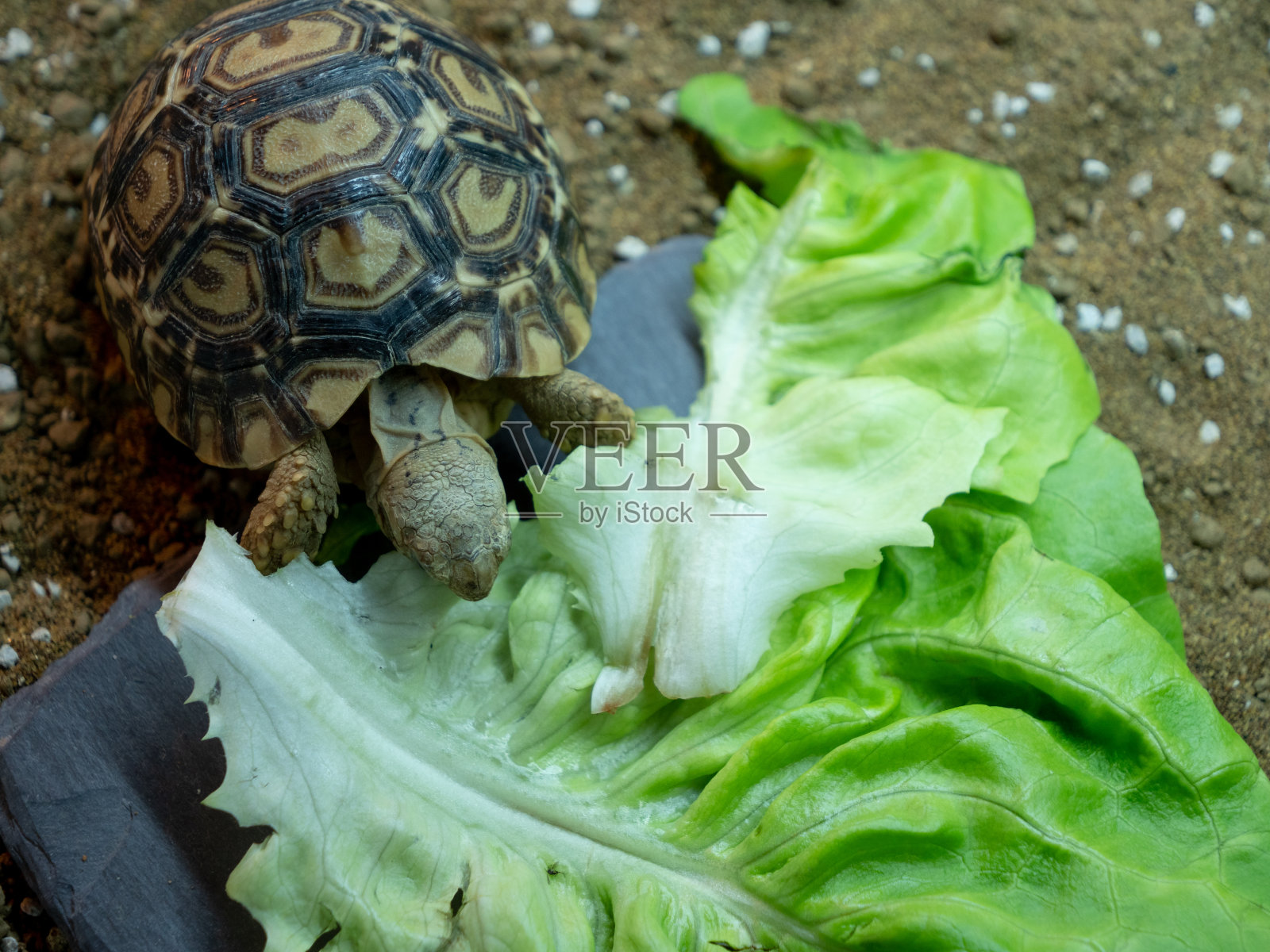 一只小豹龟正在吃一片大莴苣叶照片摄影图片