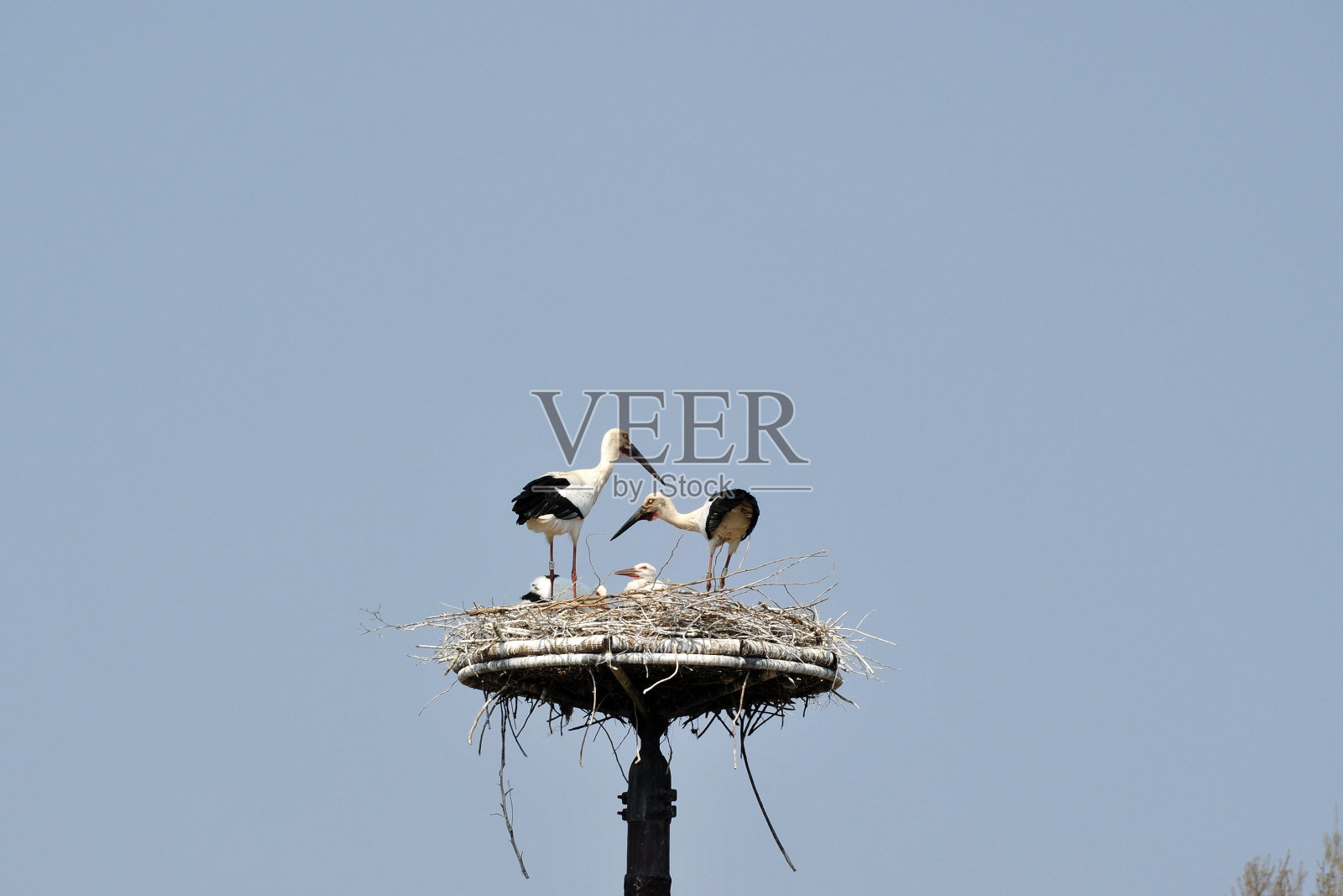 韩国叶山郡光西明的鹳。照片摄影图片