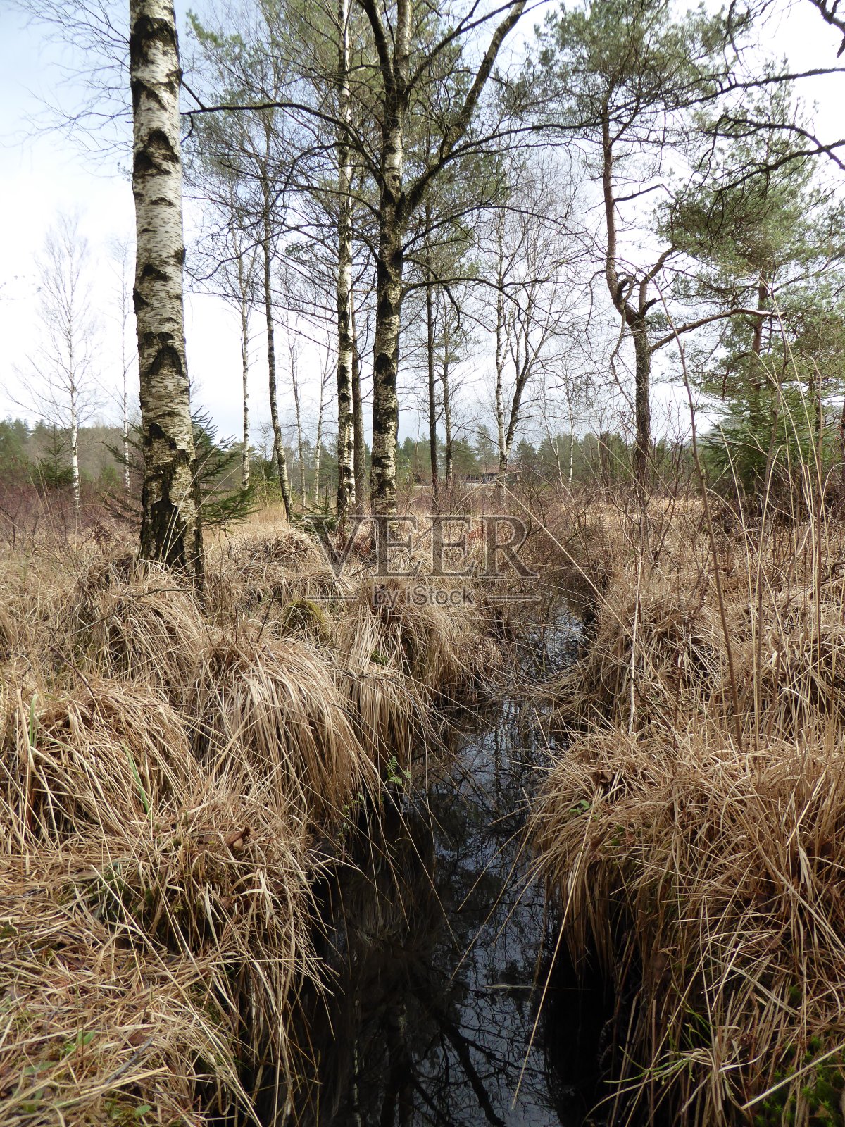 一条穿过沼泽的小溪照片摄影图片