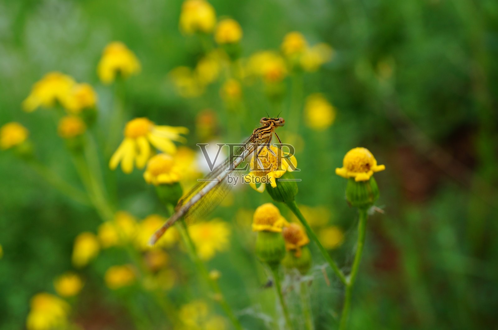大自然中一只美丽的蜻蜓的照片。美丽的野花和绿草。照片摄影图片