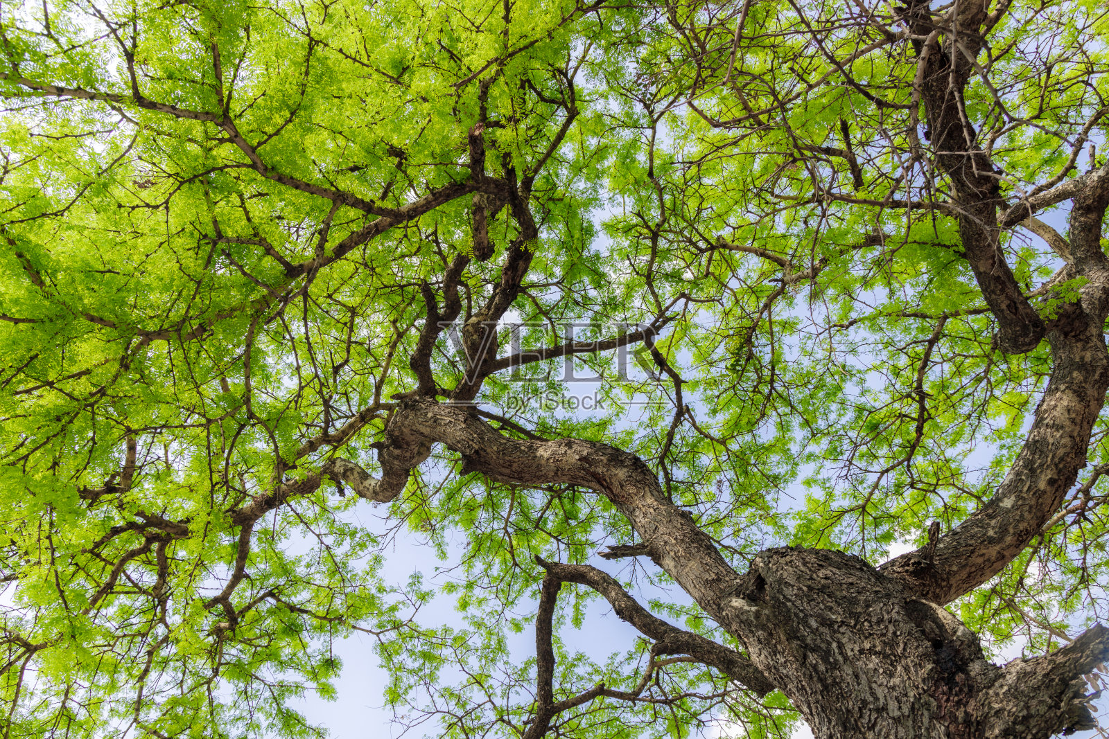 树枝和绿叶在天空的背景上。生态学的概念。照片摄影图片