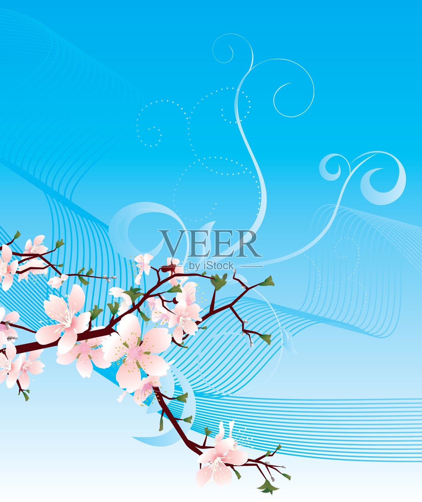 樱花盛开，天空湛蓝插画图片素材