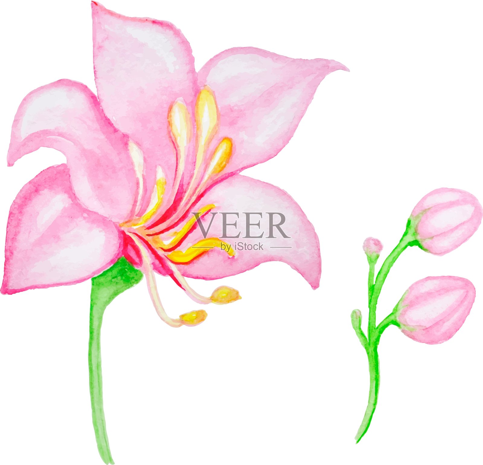 水彩粉红色热带花插画图片素材