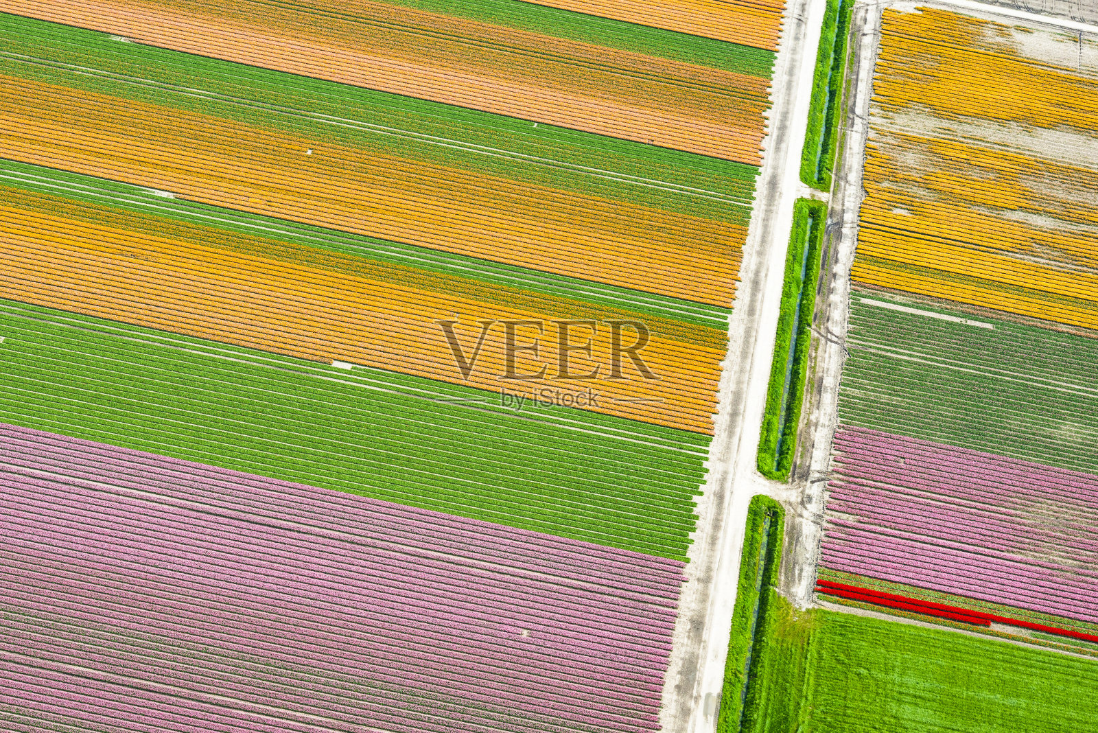 荷兰春季郁金香花海鸟瞰图照片摄影图片