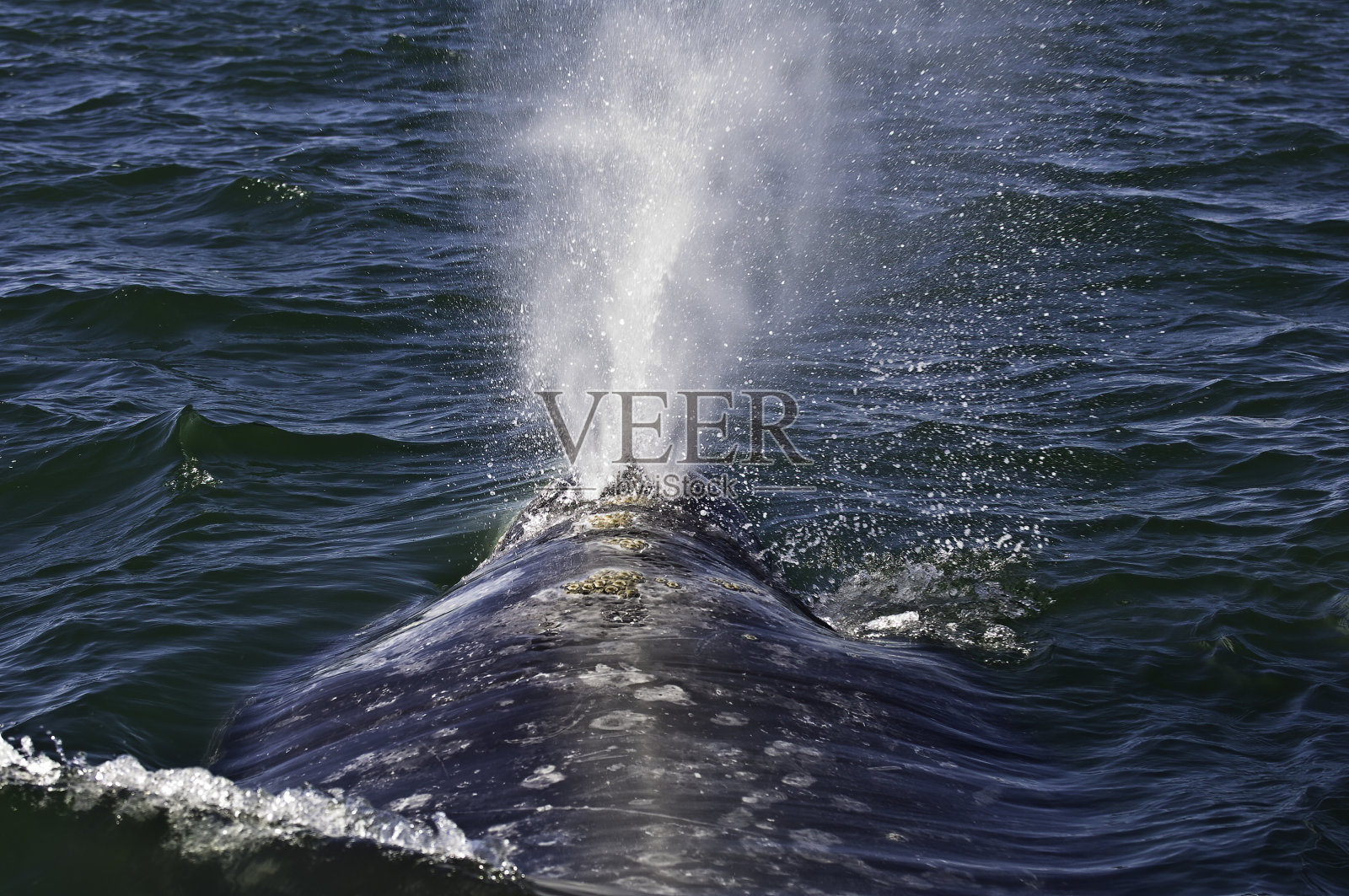 灰鲸吹，圣伊格纳西奥泻湖，下加利福尼亚，墨西哥。灰鲸。Eschrichtius南方。灰鲸曾经被称为魔鬼鱼，因为他们的战斗行为时，捕猎。照片摄影图片