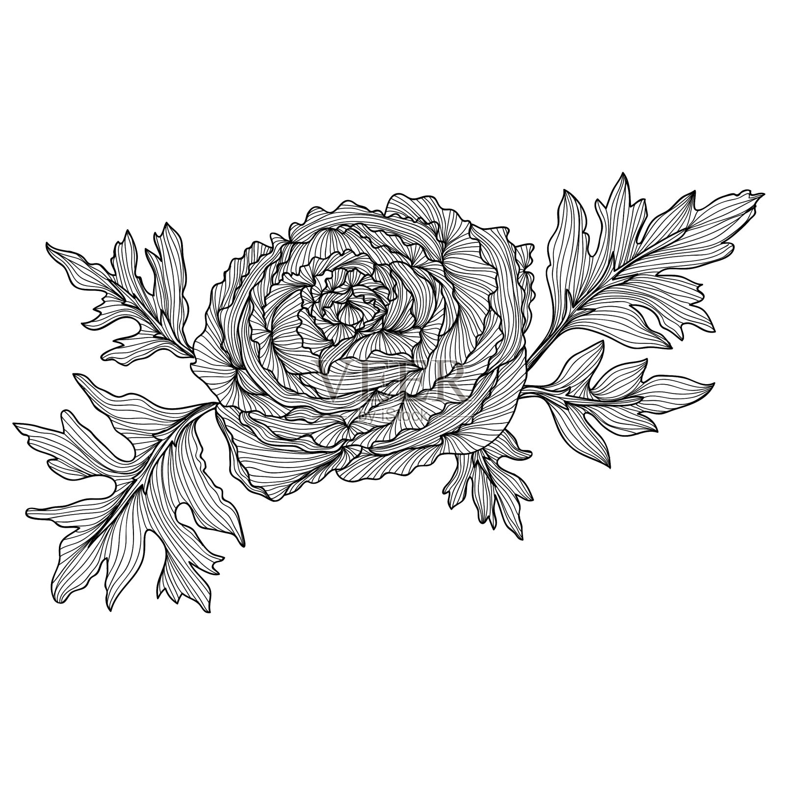 装饰毛茛属植物设计元素图片