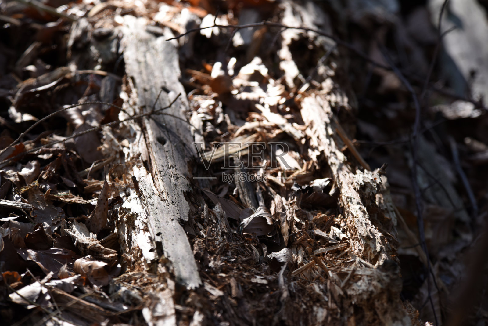 腐烂的木头照片摄影图片