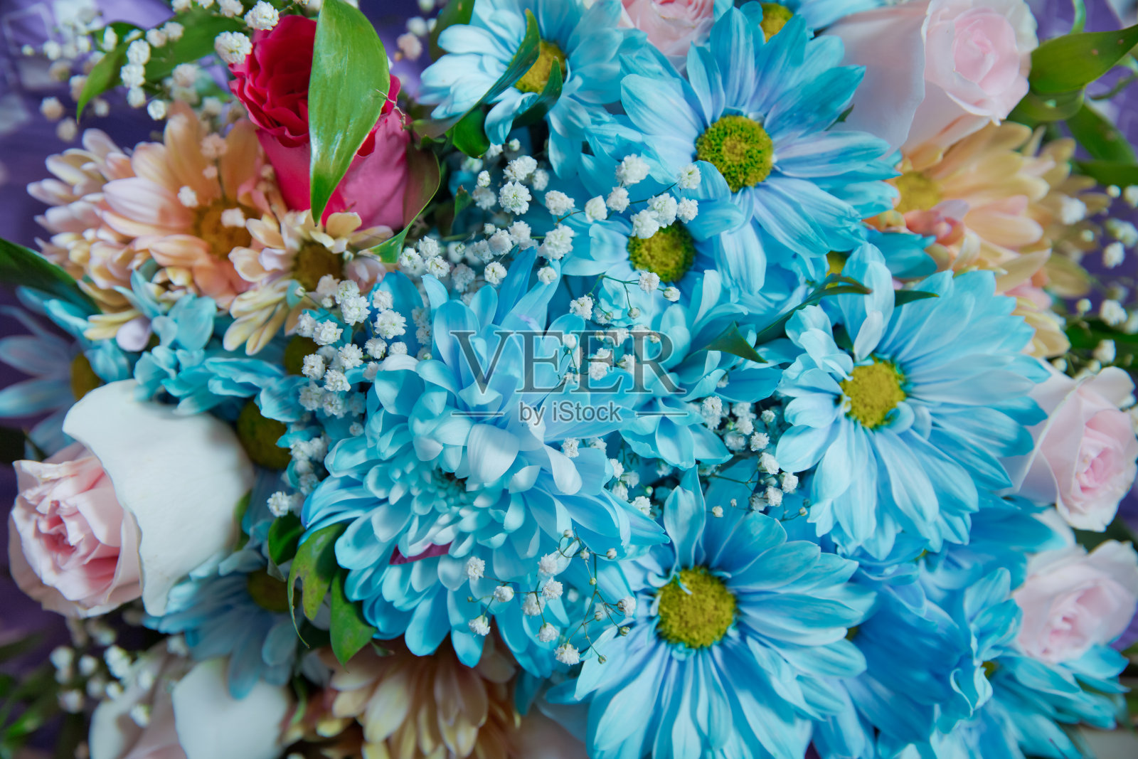 蓝色雏菊或甘菊花束。甘菊头近。深的焦点。一束蓝色的野生洋甘菊。蓝甘菊。照片摄影图片