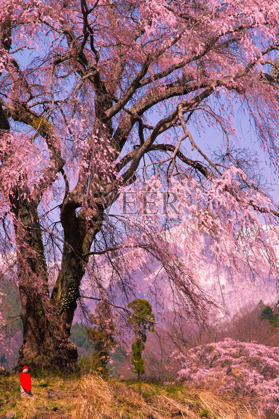 樱花和座[吉佐]照片摄影图片