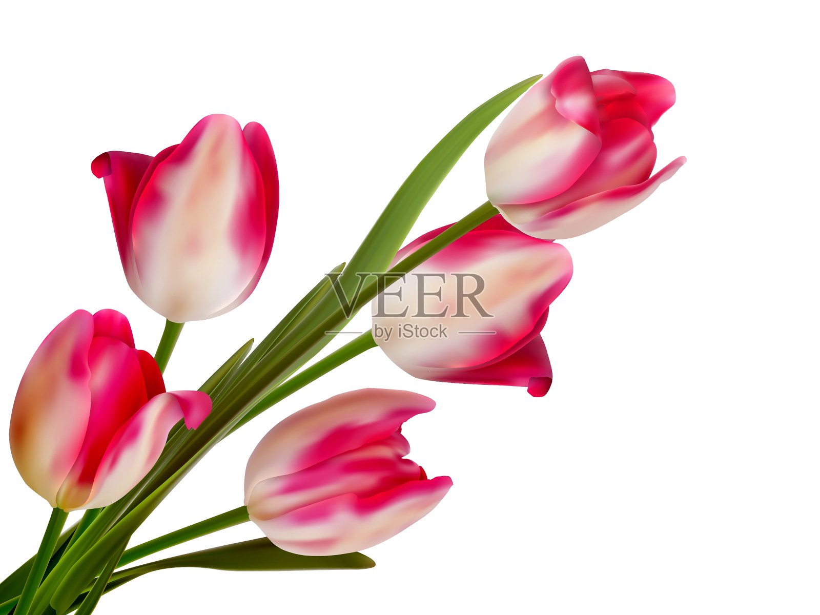 美丽的郁金香花束上的白色EPS 10设计元素图片