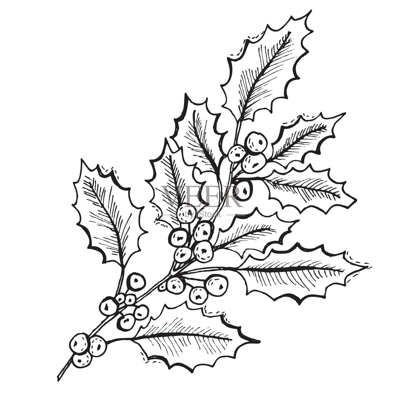 手绘冬青设计元素图片