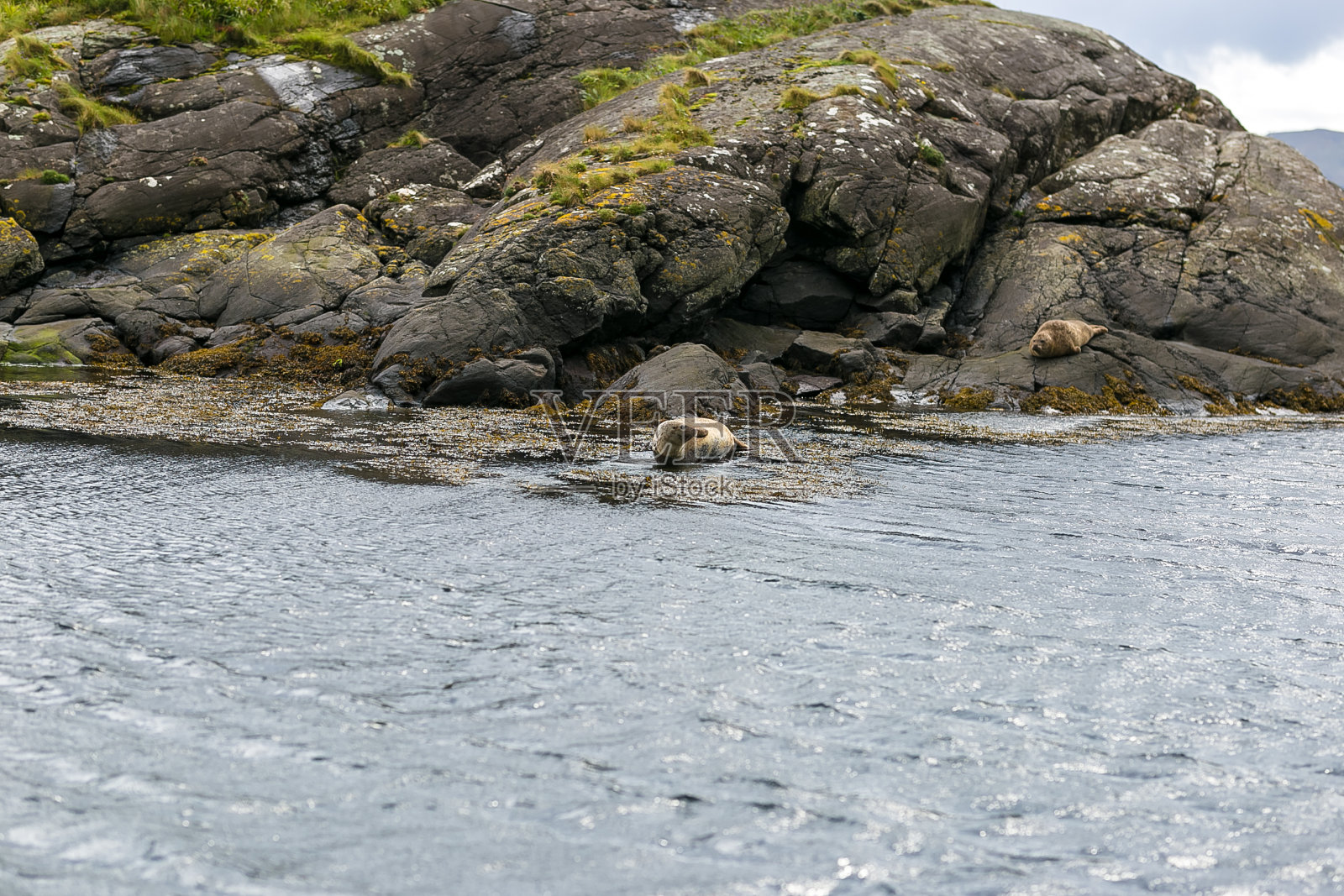 英国苏格兰斯凯岛的海豹照片摄影图片