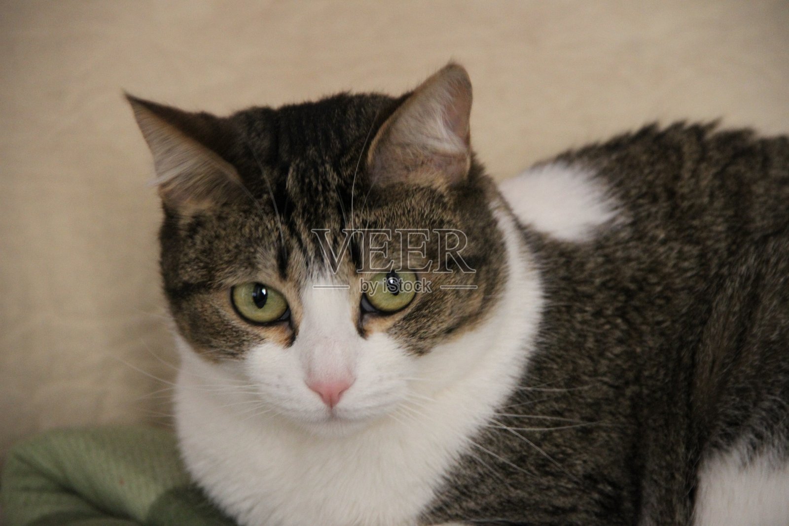 猫照片摄影图片