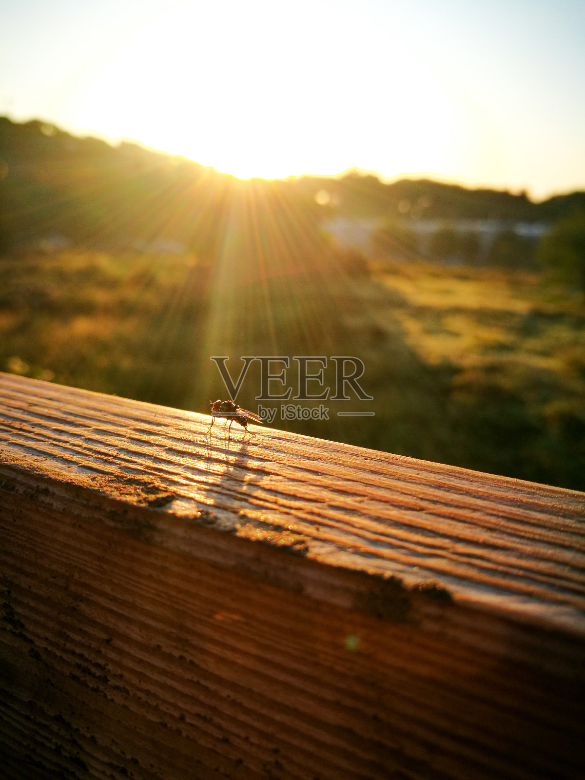 在花园篱笆里飞照片摄影图片