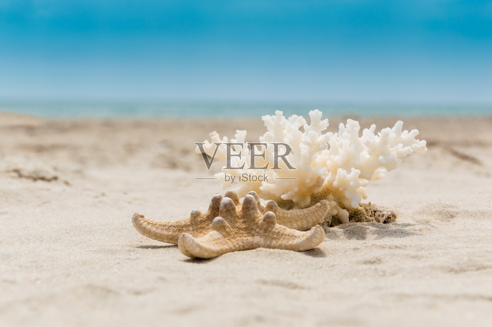 金色沙滩上的珊瑚和海星。暑假的概念照片摄影图片