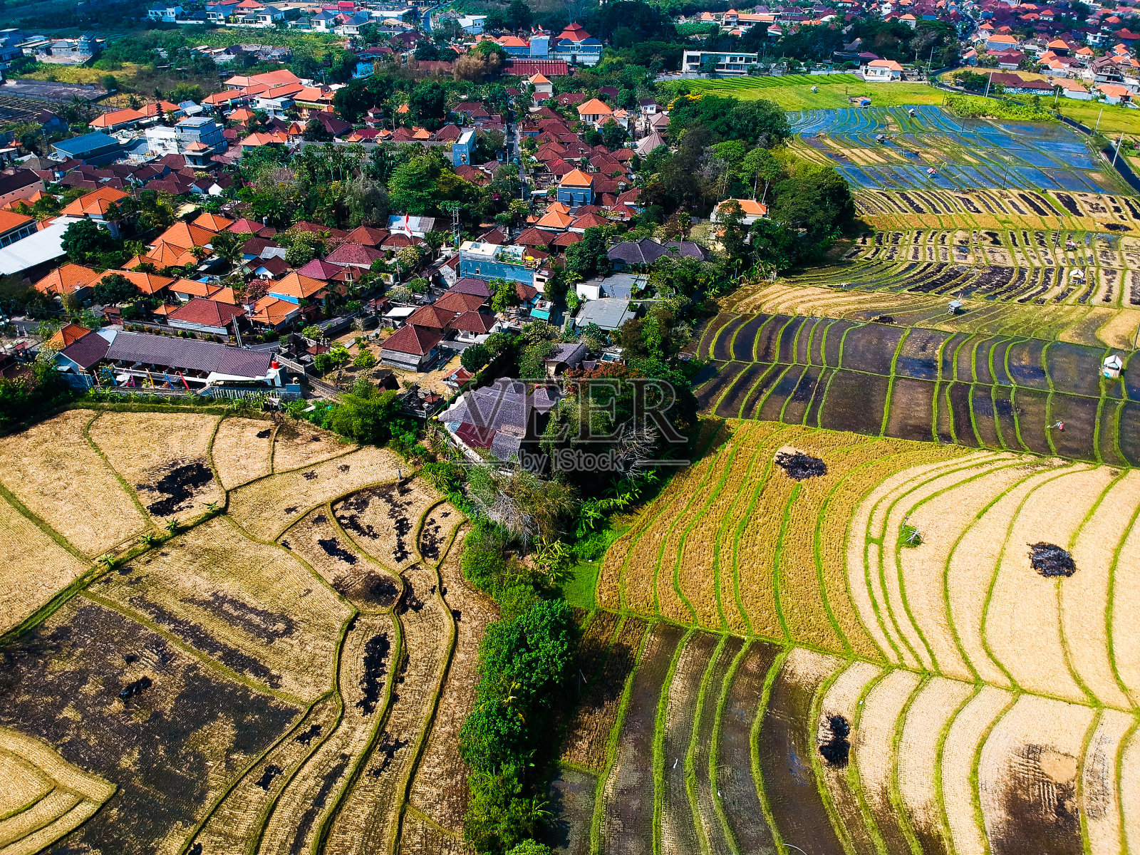 从无人机上俯瞰美丽的绿色稻田，乌布，印尼巴厘岛。照片摄影图片