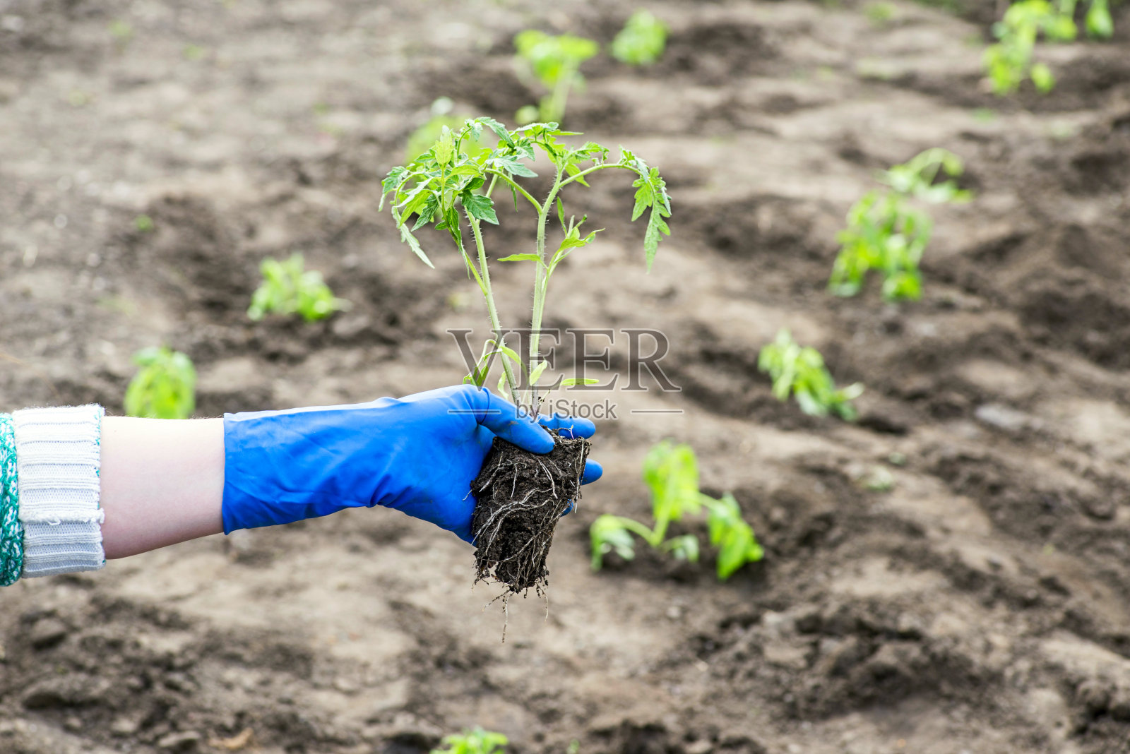 一位女农民手里拿着西红柿秧苗正在播种。春天在地里种苗。照片摄影图片