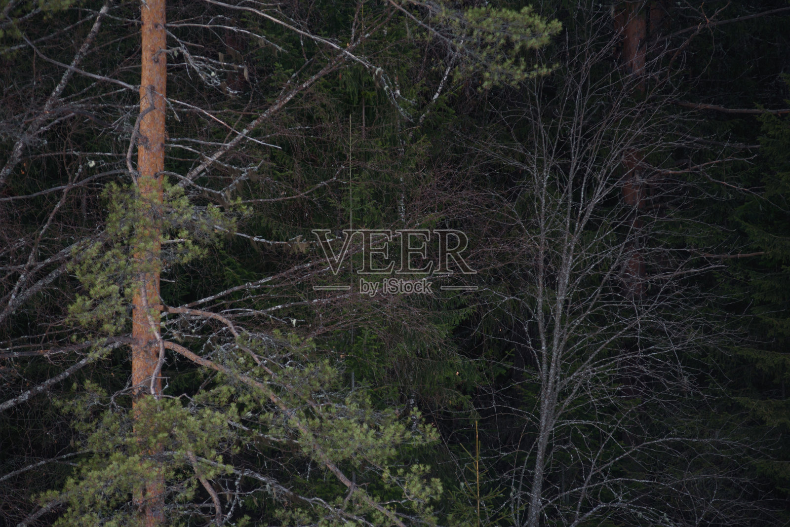 森林中的早春照片摄影图片