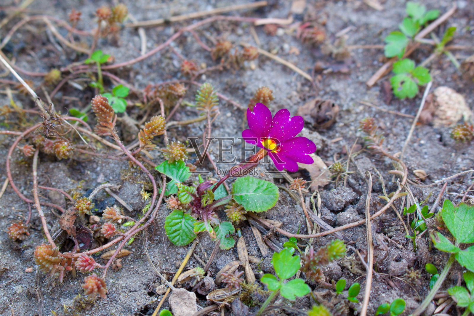 报春花是紫色的花照片摄影图片