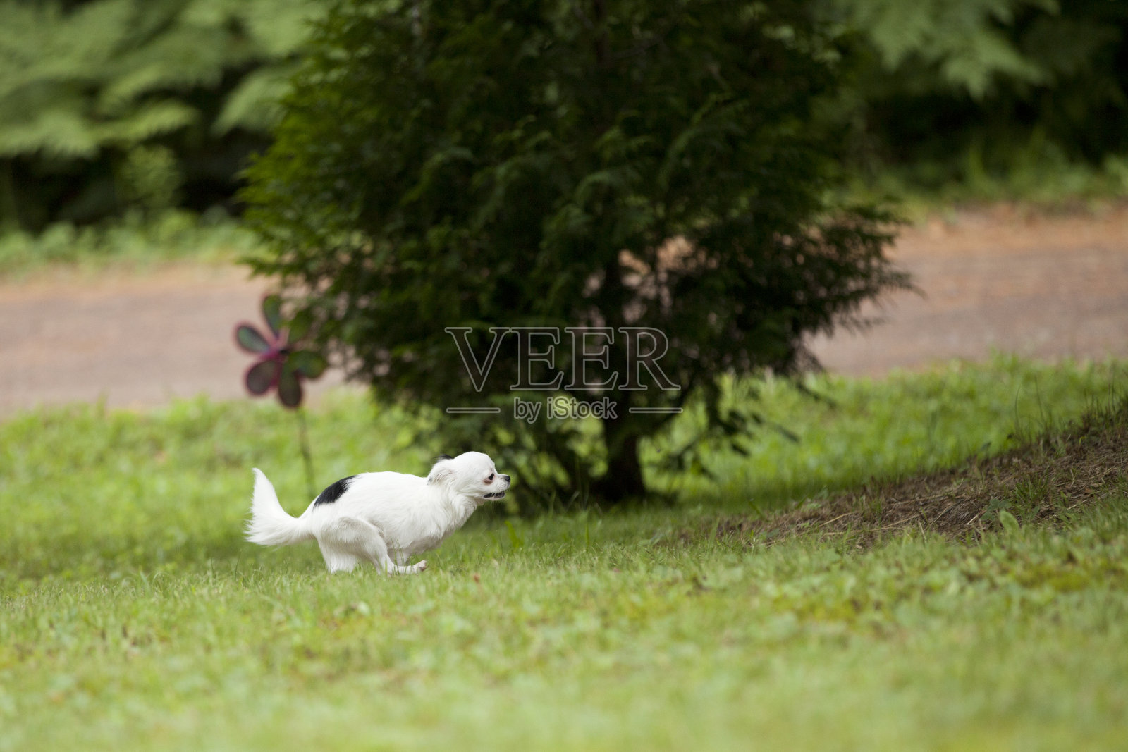 长毛吉娃娃在夏天的时候照片摄影图片