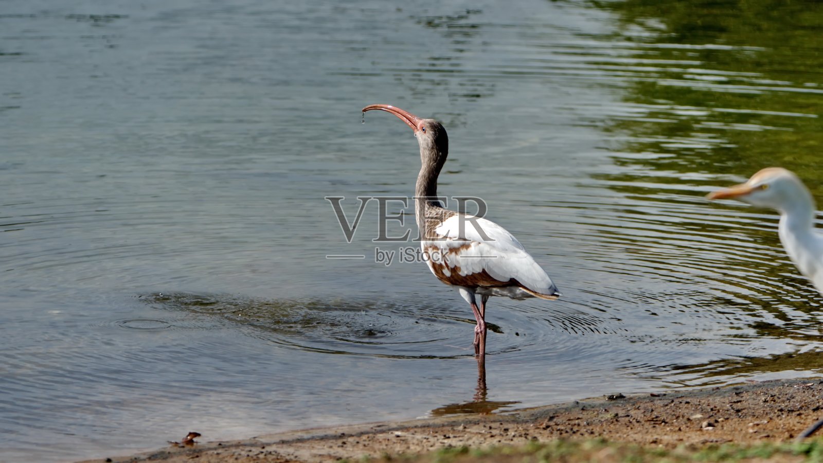 幼年美国白朱鹭照片摄影图片