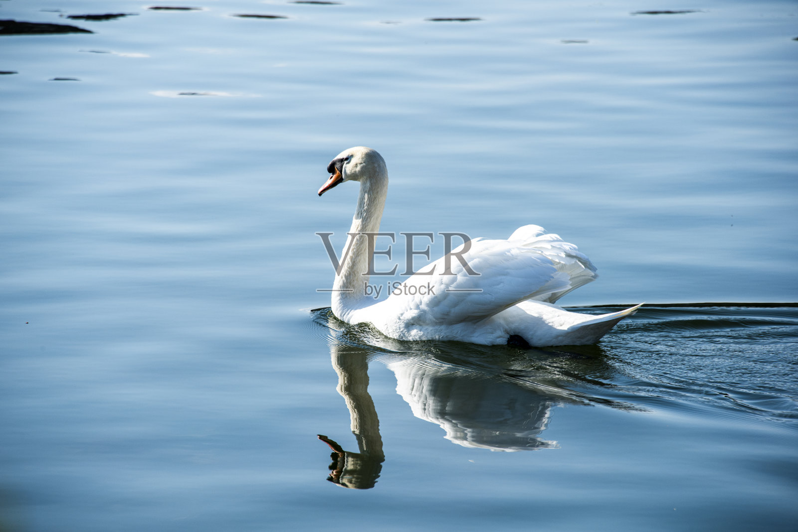 天鹅在水里照片摄影图片