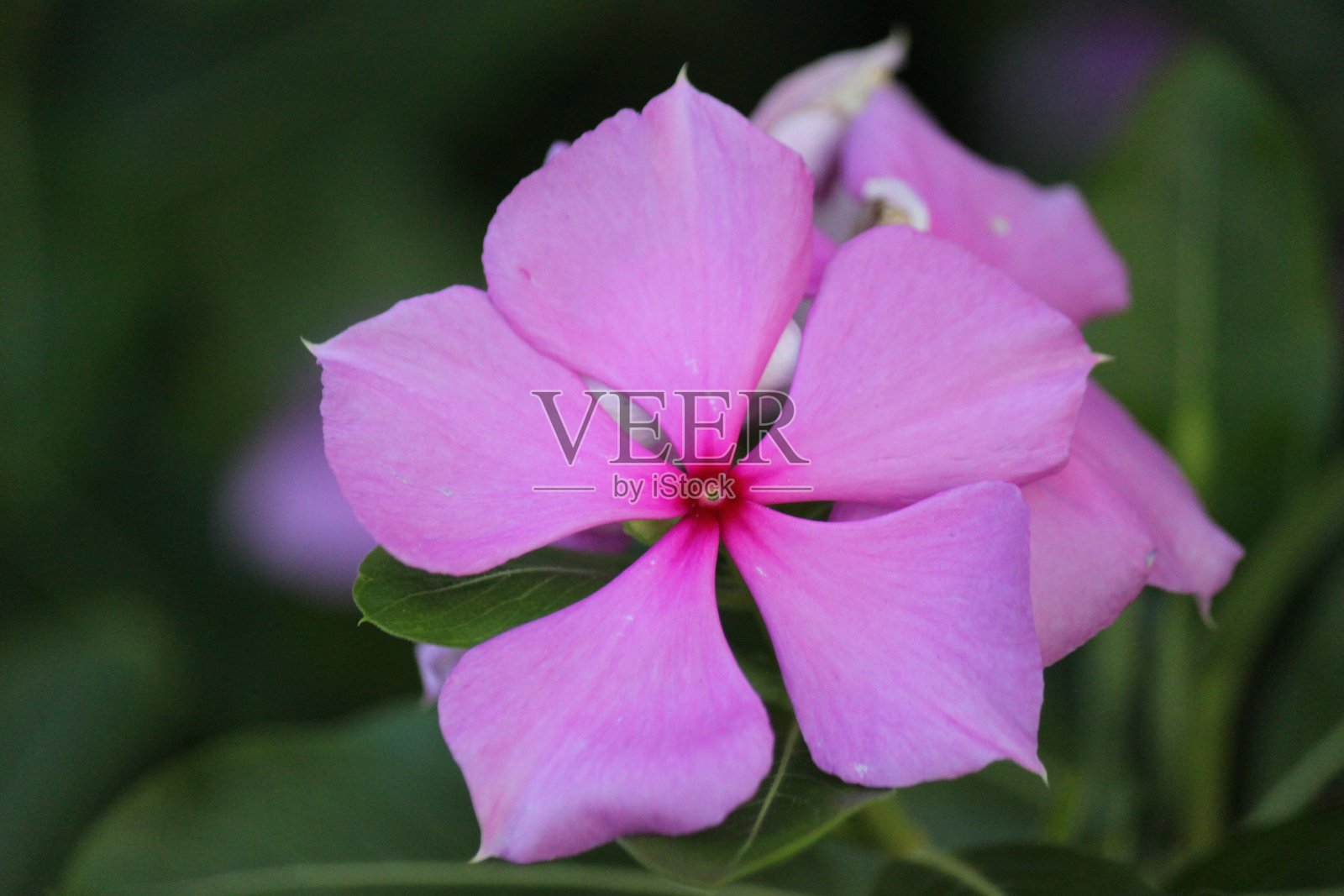 凤仙花的花照片摄影图片