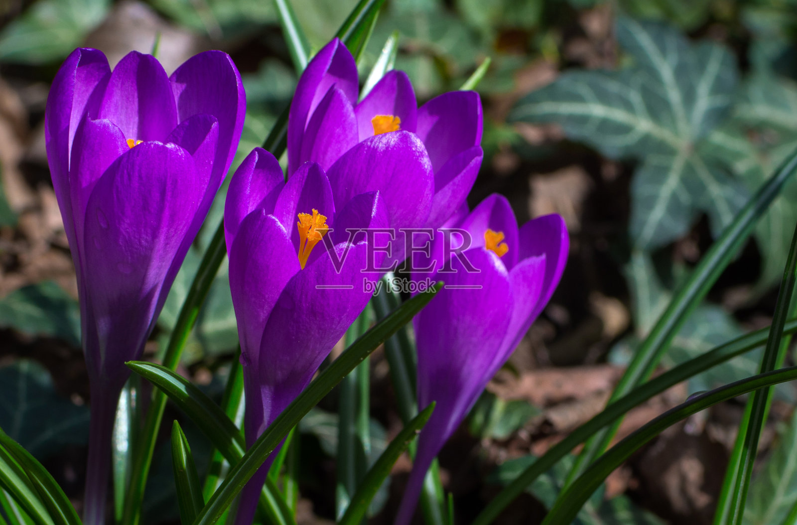 盛开的紫色藏红花，是森林里第一朵春花照片摄影图片