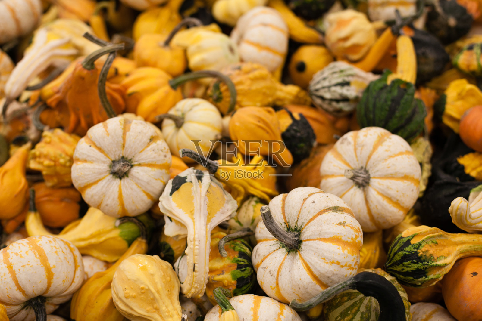 各种新鲜采摘的熟透南瓜照片摄影图片