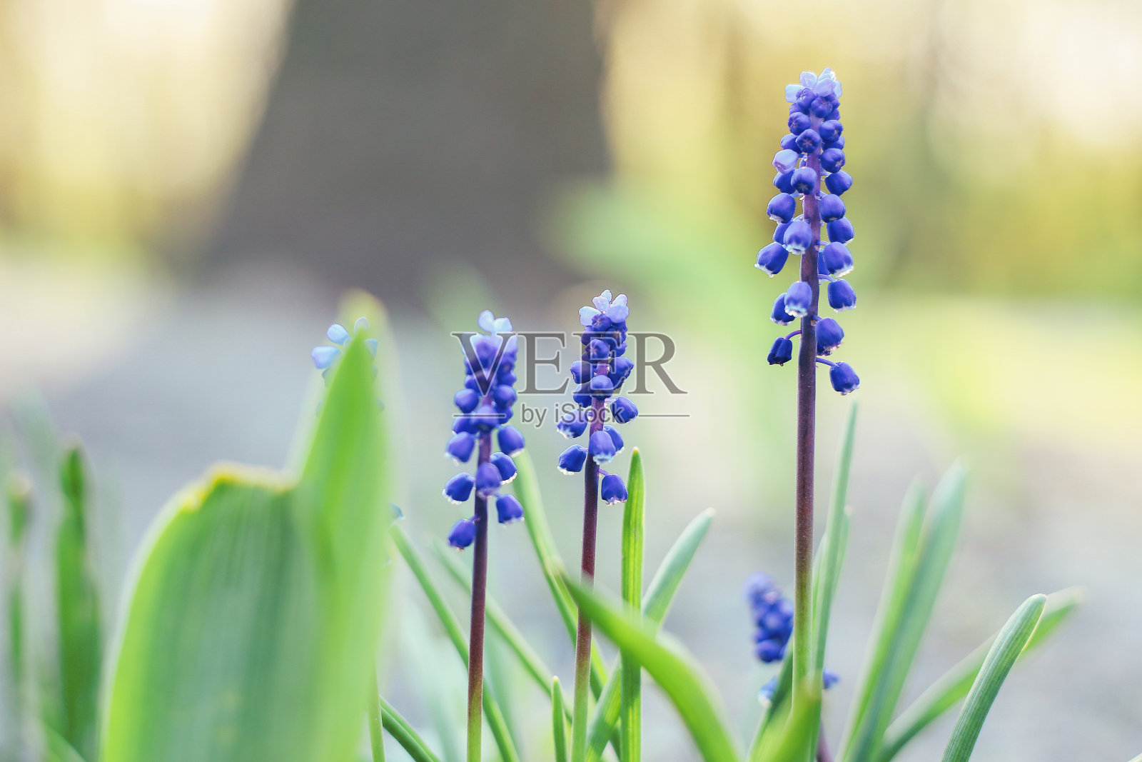 蓝色的麝香花闭合照片摄影图片