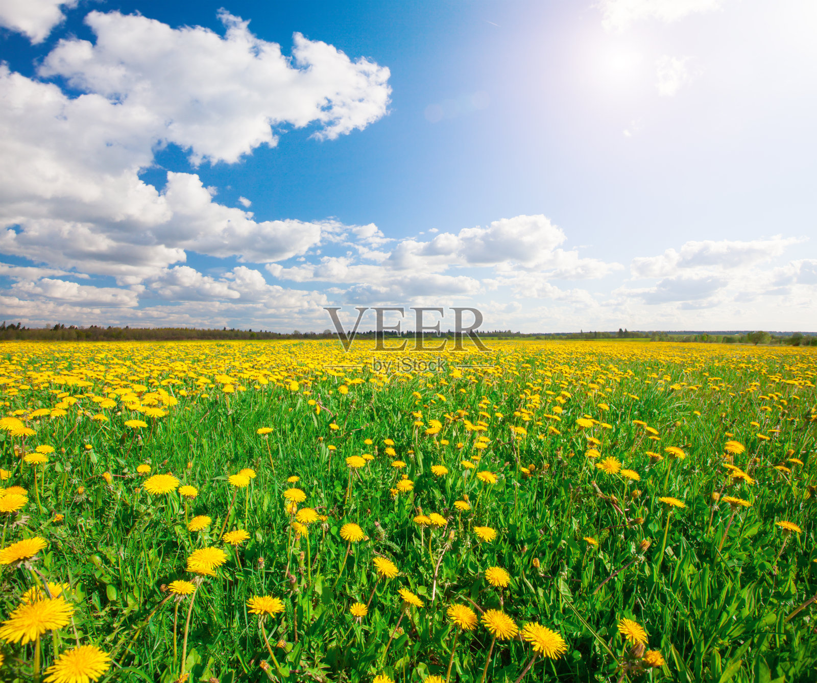 蓝天下黄花山照片摄影图片