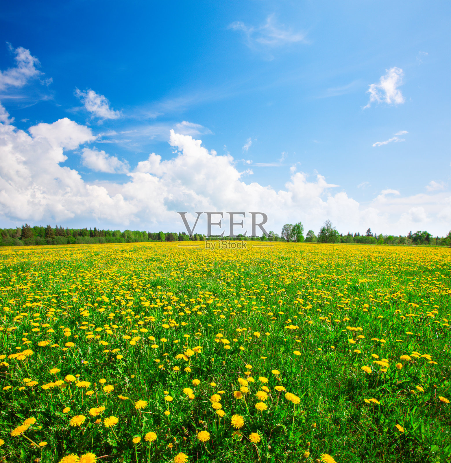 蓝天下黄花山照片摄影图片