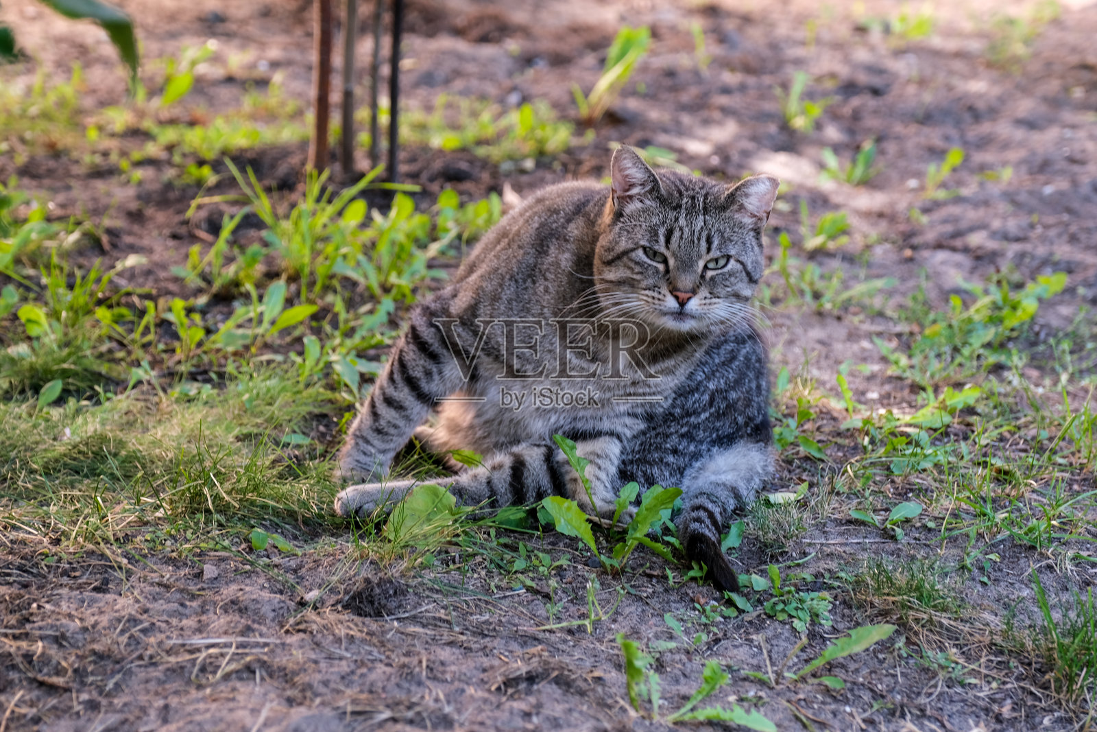 在夏天阳光明媚的春天，流浪猫坐在花园里。野生灰猫。照片摄影图片