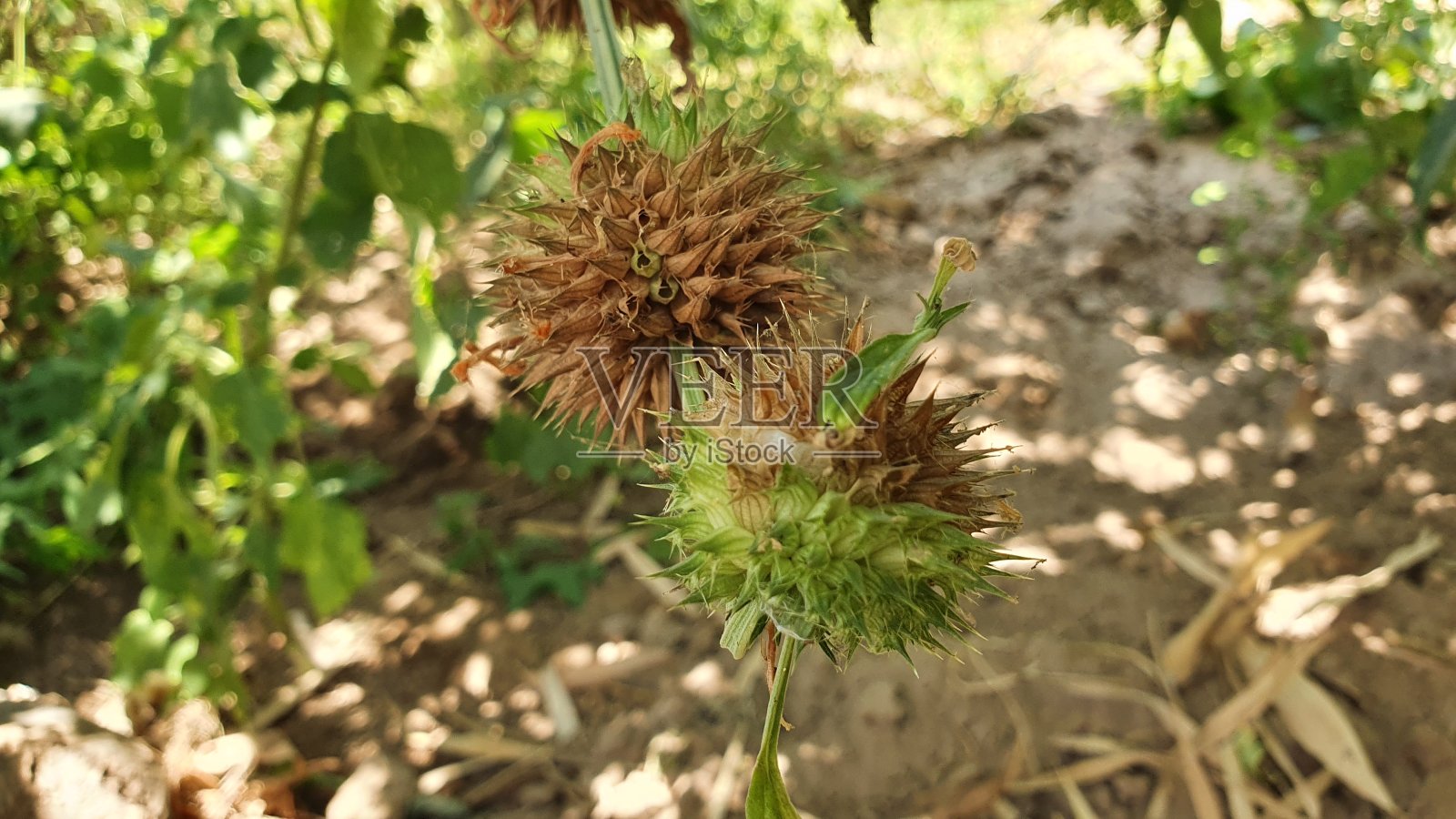 中性照片摄影图片