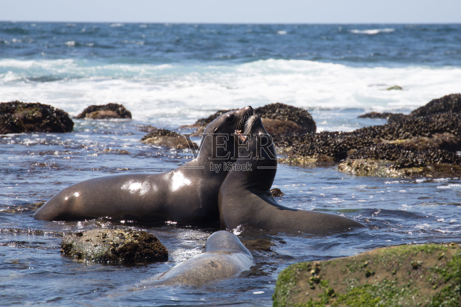海狮在海浪中搏斗照片摄影图片