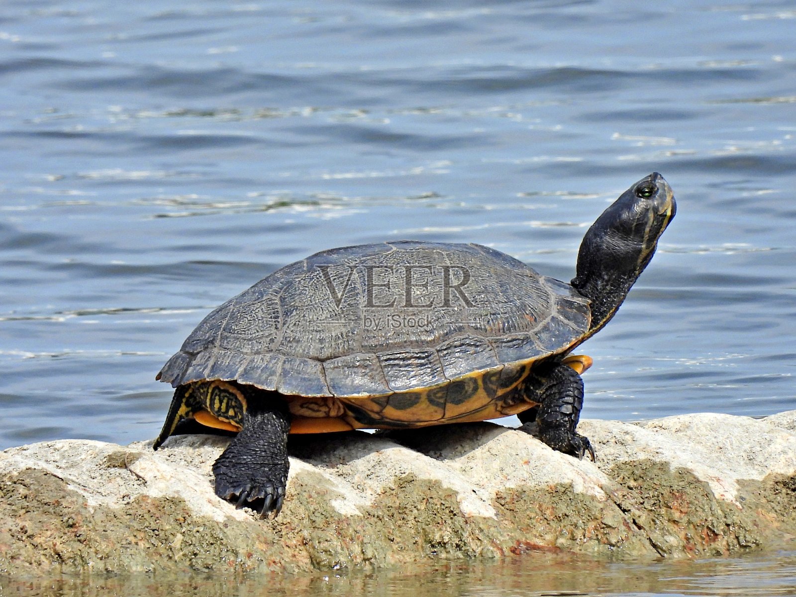 佛罗里达红腹库特尔(伪红腹库特尔)-休息在佛罗里达州的一个湖泊的管道上照片摄影图片